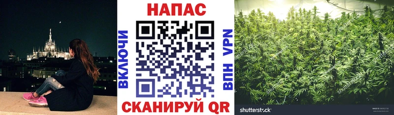 наркота  Чита  Бошки Шишки White Widow 